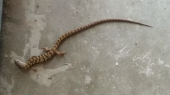 Elgaria multicarinata