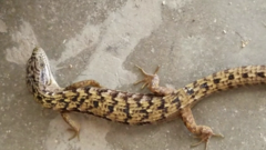 Elgaria multicarinata