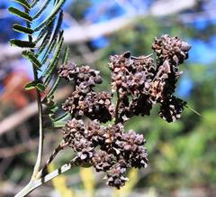 Dasineura rubiformis
