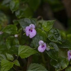 Impatiens elegans