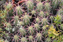 Euphorbia mammillaris
