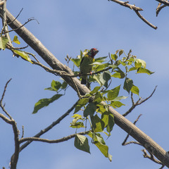 Psilopogon malabaricus
