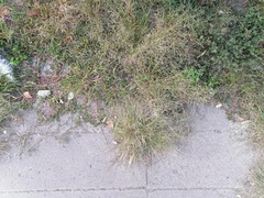 Eragrostis albensis