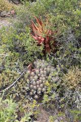 Aloe microstigma microstigma