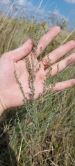 Artemisia nitrosa