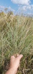 Artemisia nitrosa