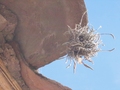 Tillandsia