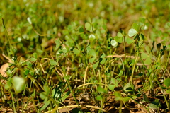 Marsilea burchellii