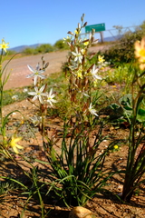 Chlorophytum graminifolium