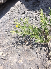 Perityle angustifolia