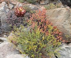 Polygala teretifolia