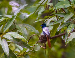Terpsiphone viridis