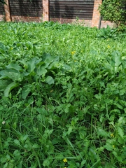Rorippa × armoracioides