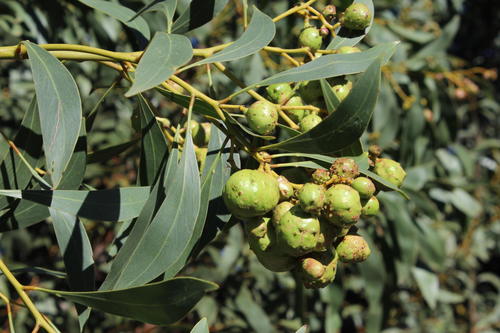 Golden Wattle Gall Wasp photo 6