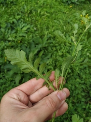 Rorippa × armoracioides