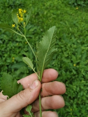 Rorippa × armoracioides