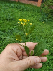 Rorippa × armoracioides