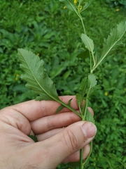 Rorippa × armoracioides