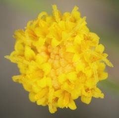 Perityle angustifolia