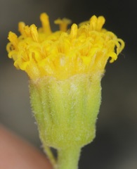 Perityle angustifolia