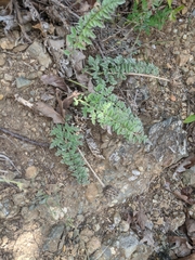 Psephellus declinatus