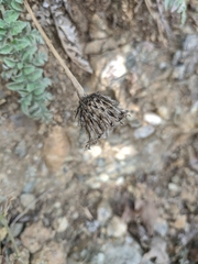 Psephellus declinatus