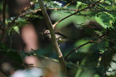 Pogoniulus scolopaceus