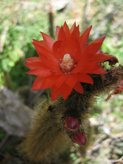 Corryocactus erectus