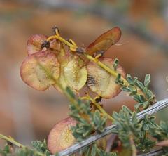 Wiborgia tenuifolia
