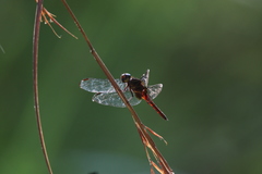 Hadrothemis