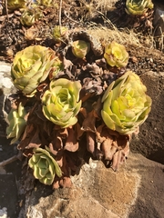 Aeonium canariense subsp. christii image