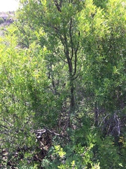 Fraxinus greggii