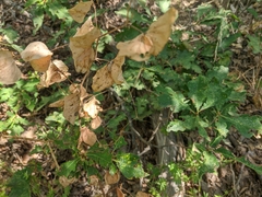 Lathyrus rotundifolius