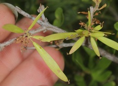 Fraxinus greggii