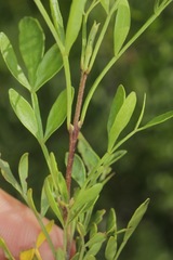 Fraxinus greggii