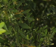 Fraxinus greggii