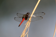 Hadrothemis