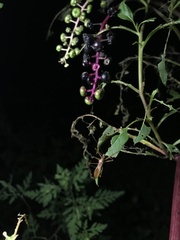 Rocconota annulicornis