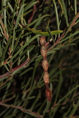 Acacia euthycarpa