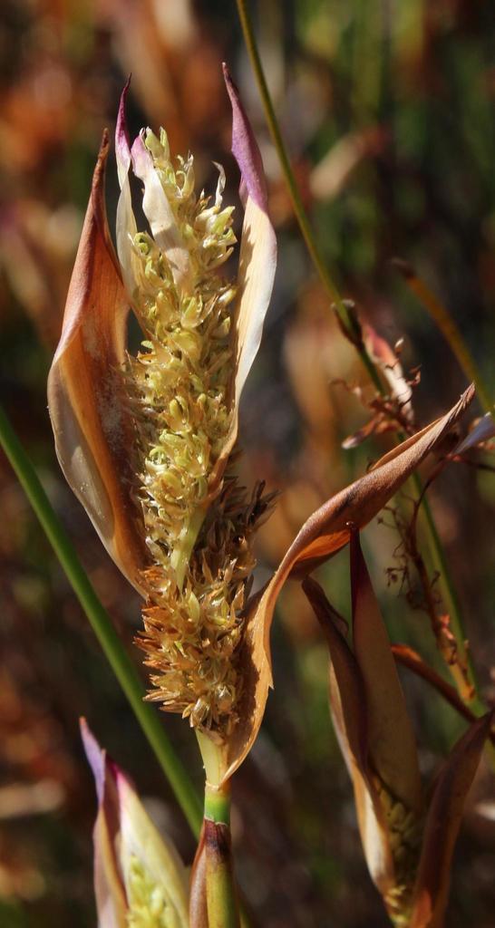 Elegia muirii
