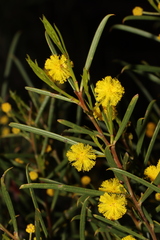 Acacia euthycarpa