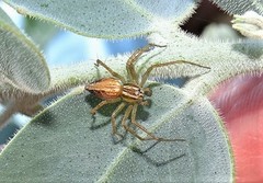 Oxyopes elegans