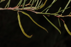 Acacia euthycarpa