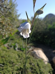 Gladiolus caeruleus