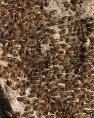 Fulleritermes mallyi