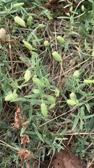Silene procumbens
