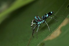 Cosmophasis valerieae