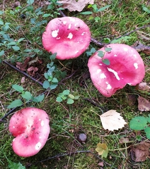 Russula sanguinea