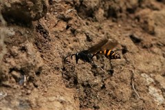 Phimenes flavopictus blanchardi
