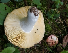 Russula sanguinea